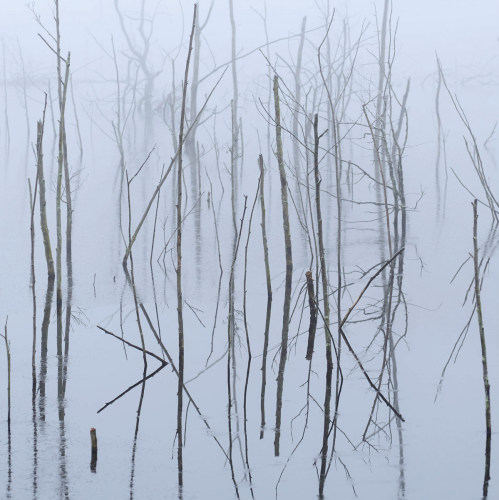 Olhava - Frozen Bloom